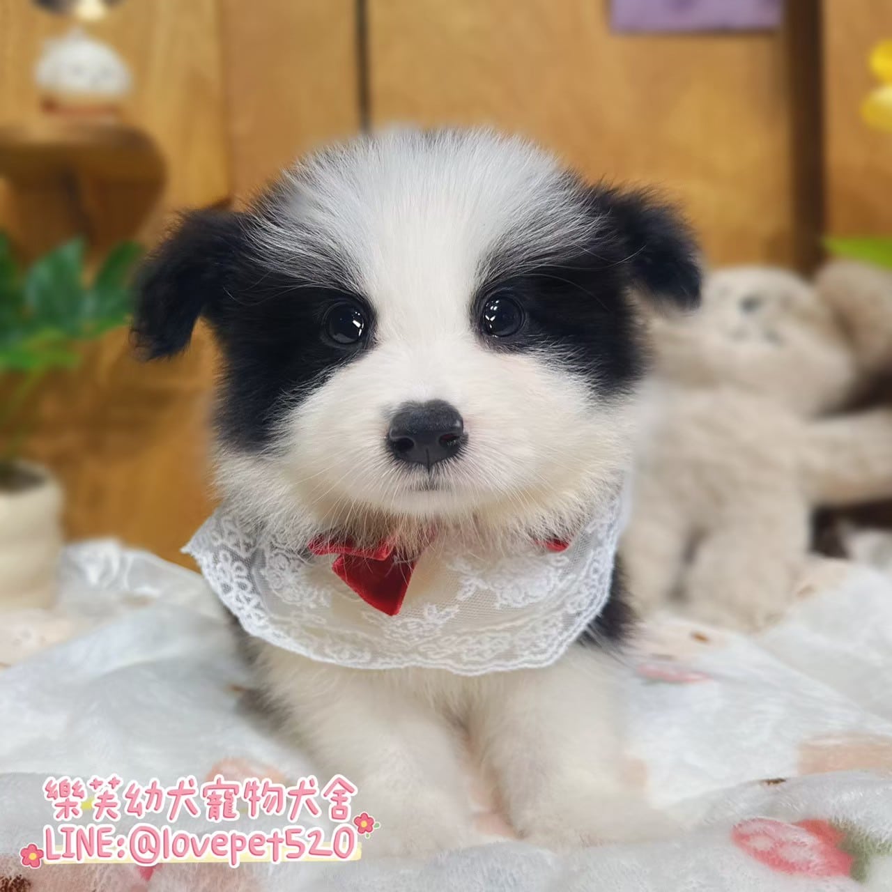 邊境牧羊犬-樂芙幼犬寵物犬舍