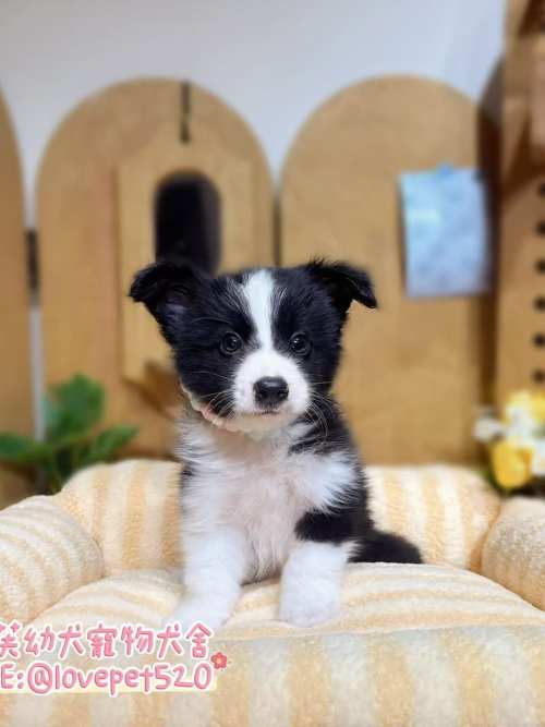 邊境牧羊犬-樂芙幼犬寵物犬舍