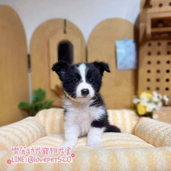 邊境牧羊犬-樂芙幼犬寵物犬舍-台中犬舍,合法犬舍,犬舍推薦,幼犬買賣,買狗推薦