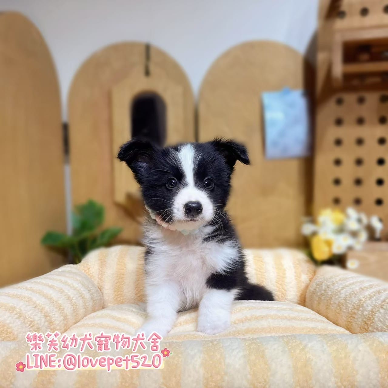 邊境牧羊犬-樂芙幼犬寵物犬舍