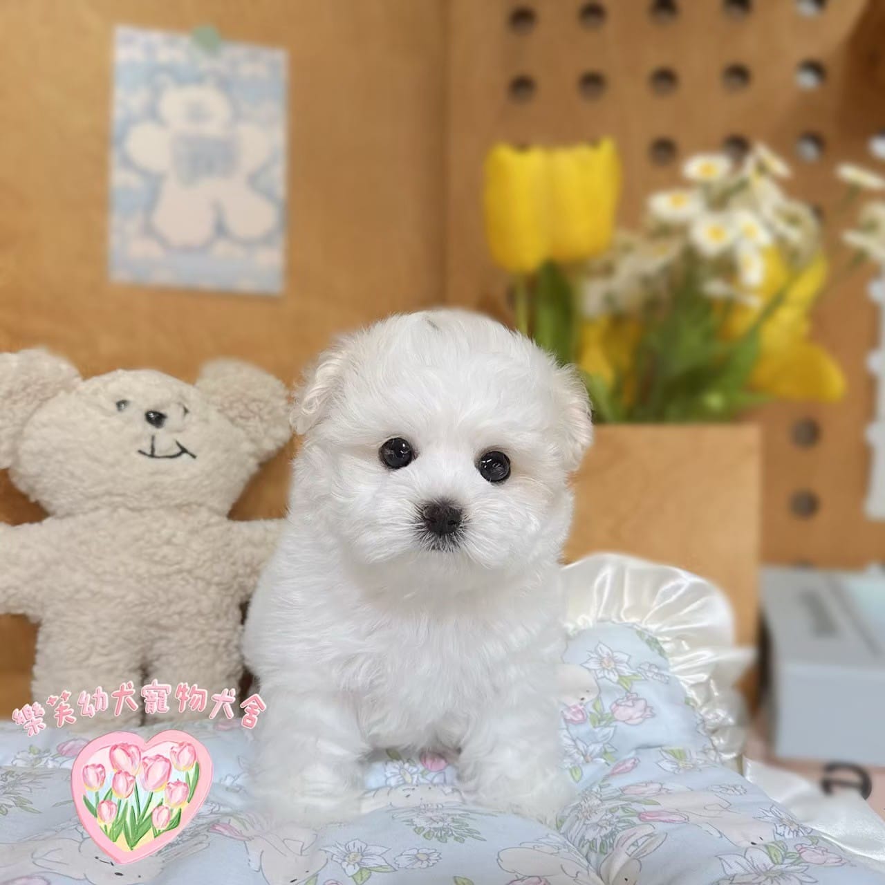 馬爾泰迪-樂芙幼犬寵物犬舍