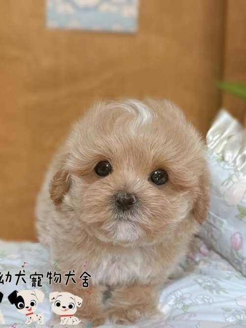 馬爾泰迪-樂芙幼犬寵物犬舍