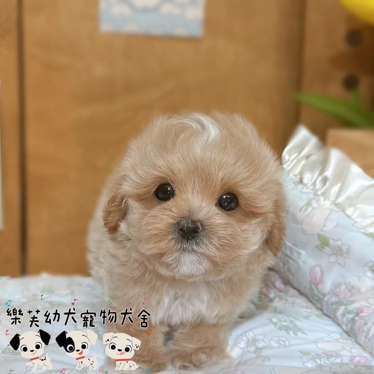 馬爾泰迪-樂芙幼犬寵物犬舍