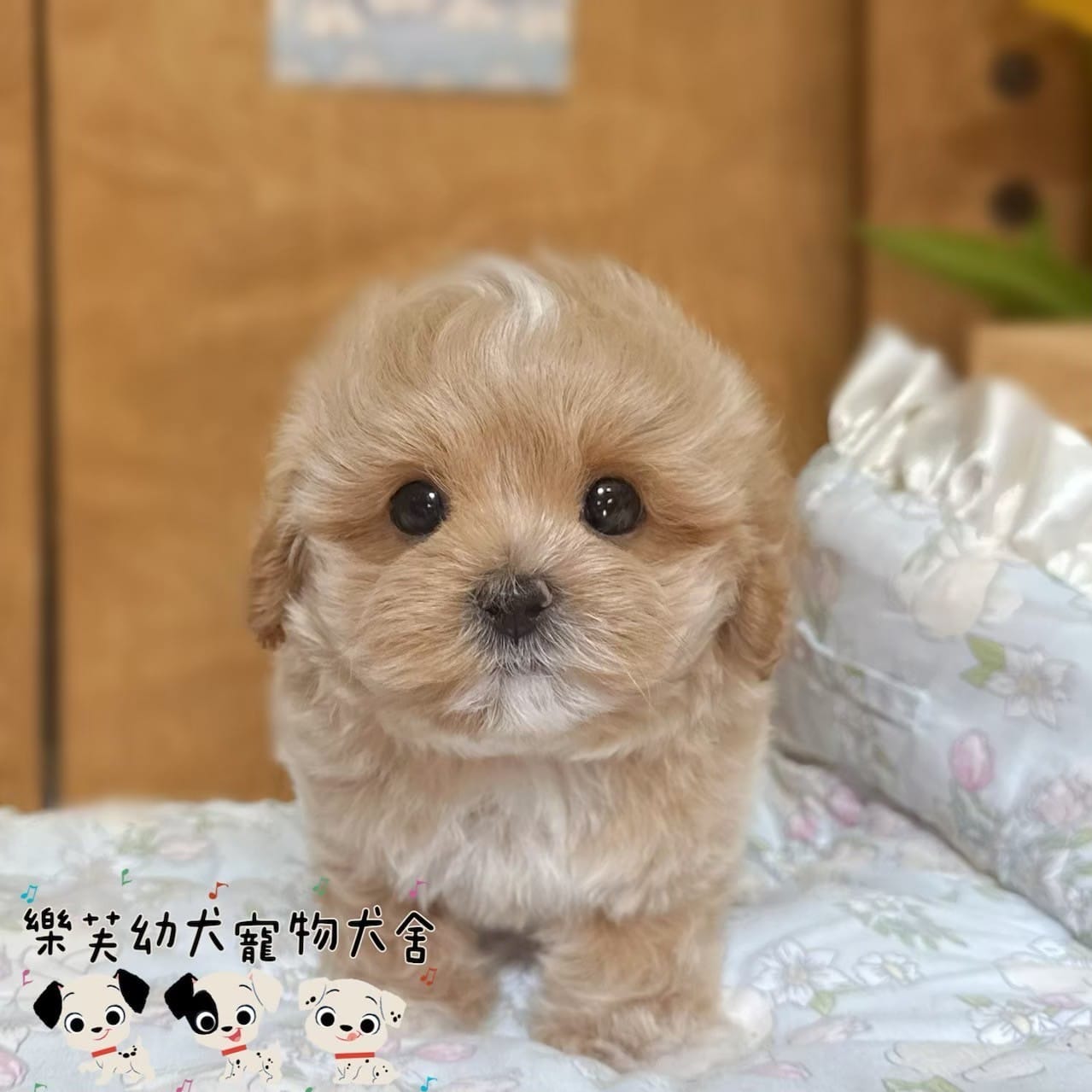 馬爾泰迪-樂芙幼犬寵物犬舍