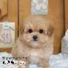 馬爾泰迪-樂芙幼犬寵物犬舍