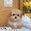 馬爾泰迪-樂芙幼犬寵物犬舍