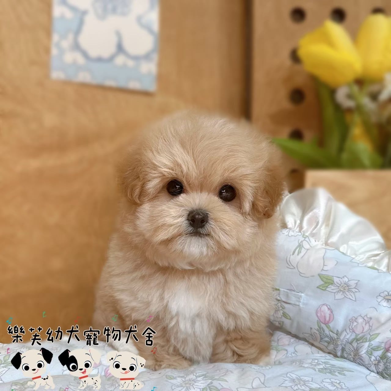 馬爾泰迪-樂芙幼犬寵物犬舍