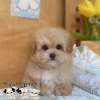 馬爾泰迪-樂芙幼犬寵物犬舍
