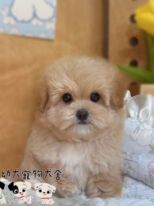 馬爾泰迪-樂芙幼犬寵物犬舍