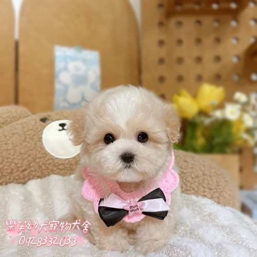 馬爾泰迪-樂芙幼犬寵物犬舍-台中犬舍,合法犬舍,犬舍推薦,幼犬買賣,買狗推薦