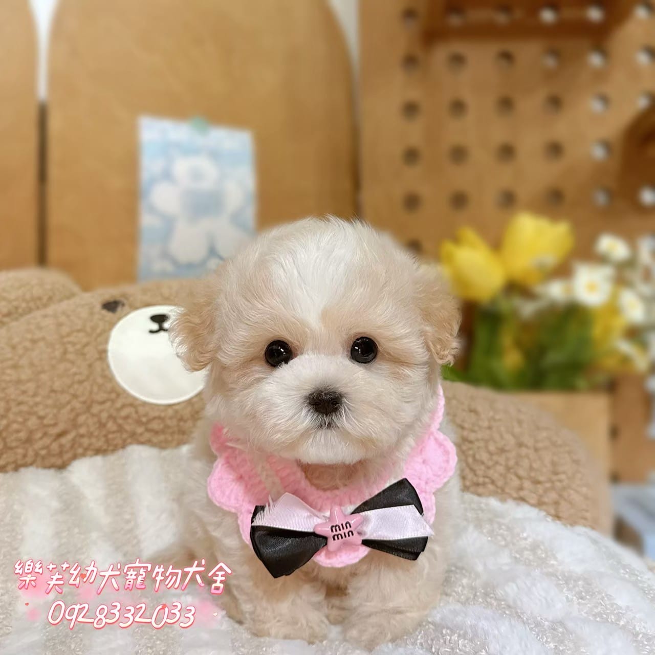 馬爾泰迪-樂芙幼犬寵物犬舍