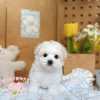 馬爾泰迪-樂芙幼犬寵物犬舍
