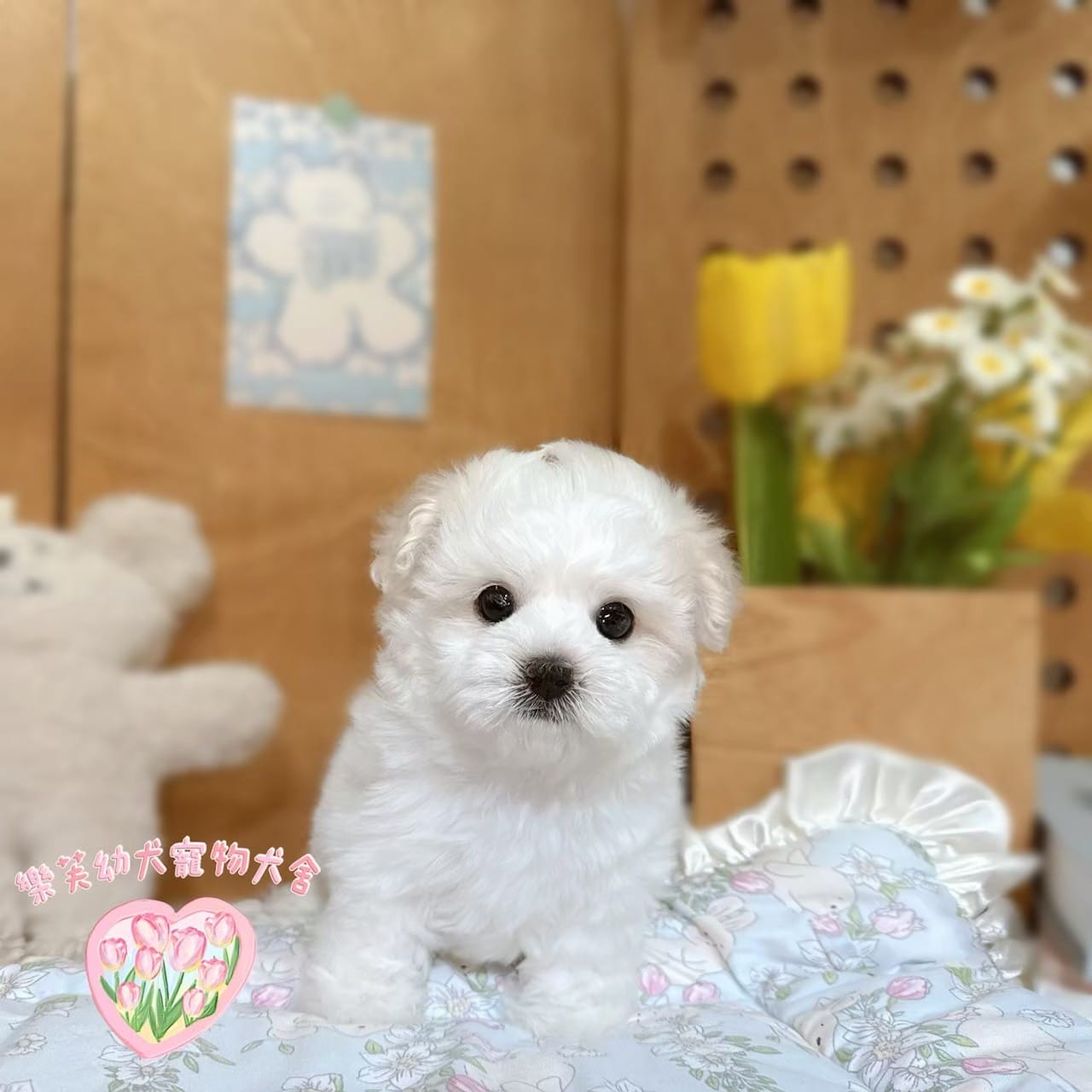 馬爾泰迪-樂芙幼犬寵物犬舍