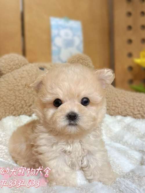 馬爾泰迪-樂芙幼犬寵物犬舍
