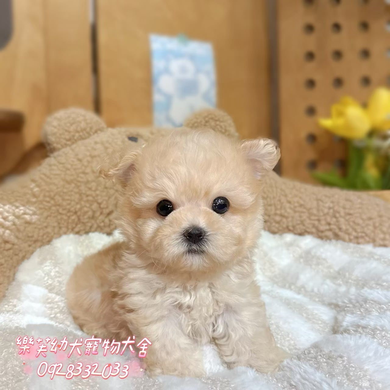 馬爾泰迪-樂芙幼犬寵物犬舍