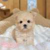 馬爾泰迪-樂芙幼犬寵物犬舍