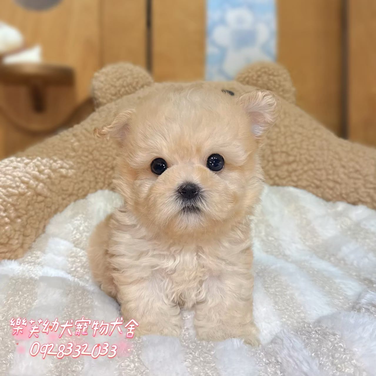馬爾泰迪-樂芙幼犬寵物犬舍