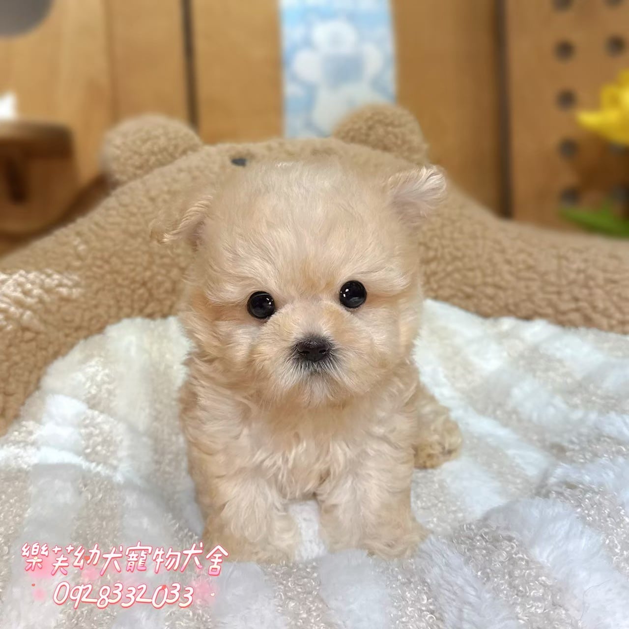 馬爾泰迪-樂芙幼犬寵物犬舍