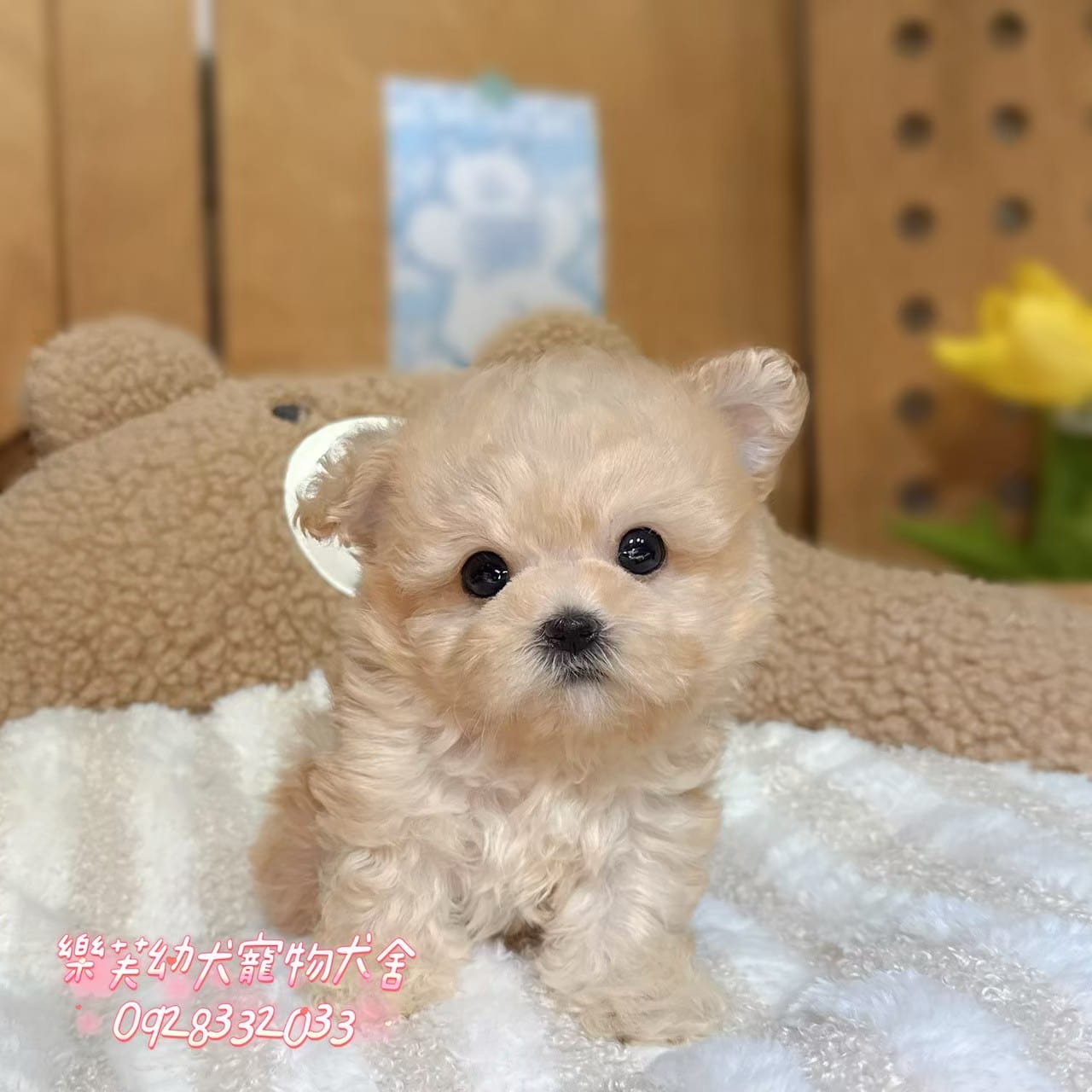 馬爾泰迪-樂芙幼犬寵物犬舍