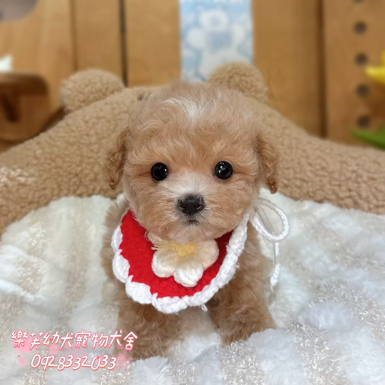 馬爾泰迪-樂芙幼犬寵物犬舍