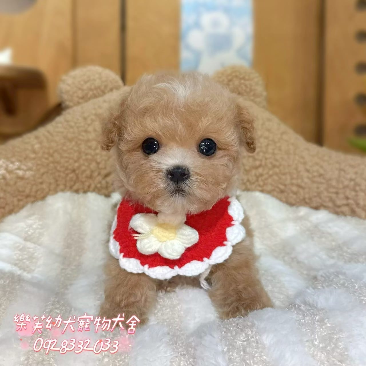 馬爾泰迪-樂芙幼犬寵物犬舍