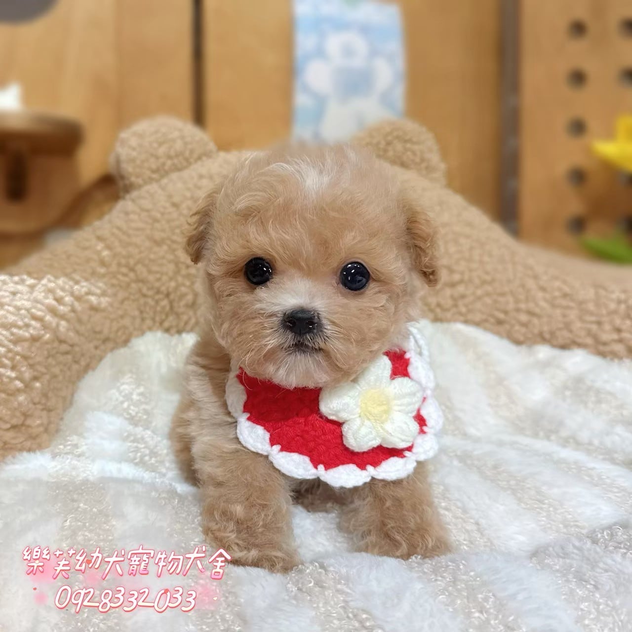 馬爾泰迪-樂芙幼犬寵物犬舍