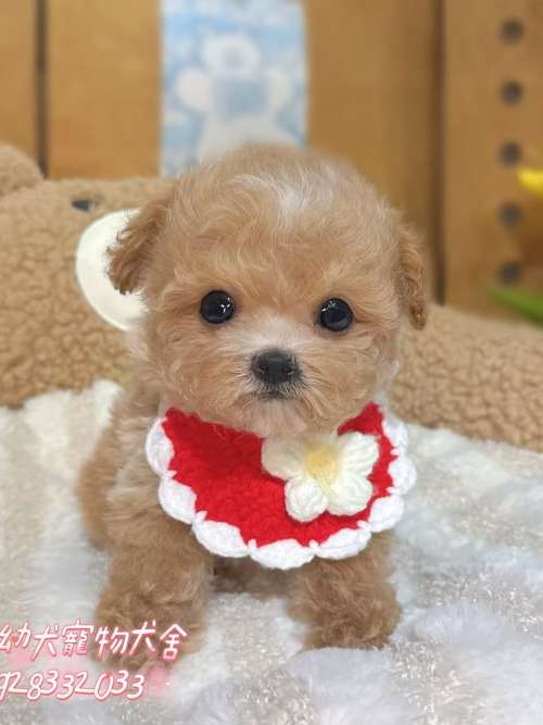 馬爾泰迪-樂芙幼犬寵物犬舍