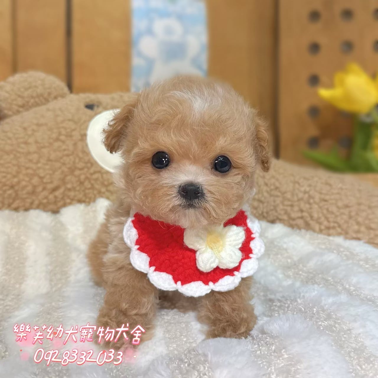 馬爾泰迪-樂芙幼犬寵物犬舍