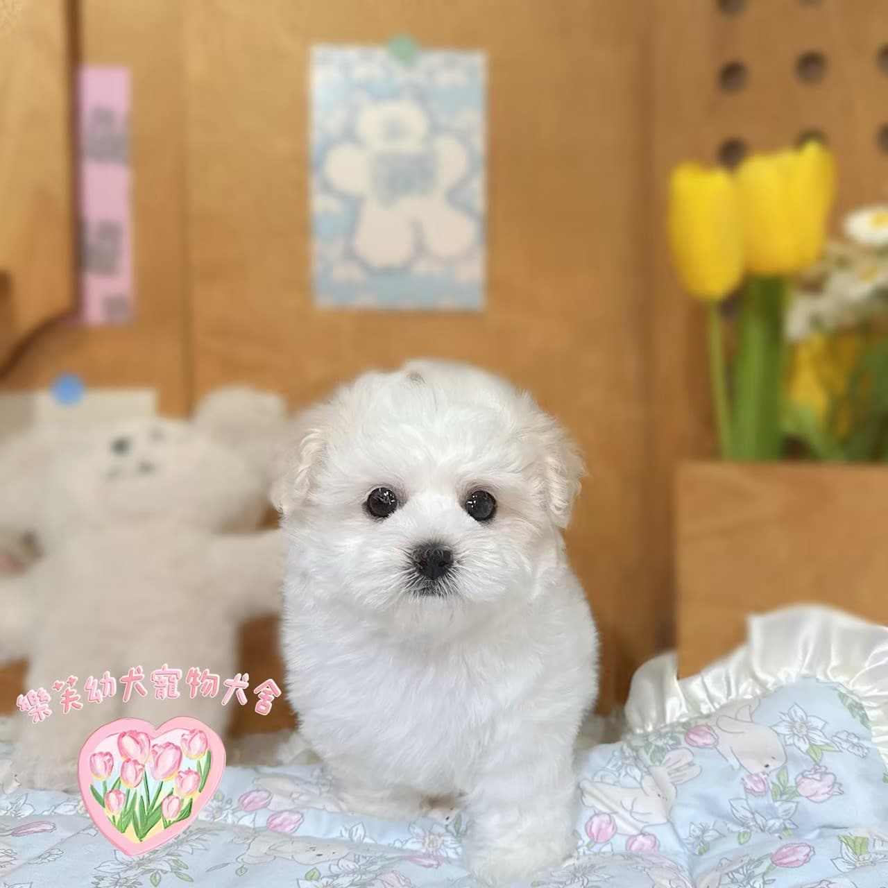 馬爾泰迪-樂芙幼犬寵物犬舍
