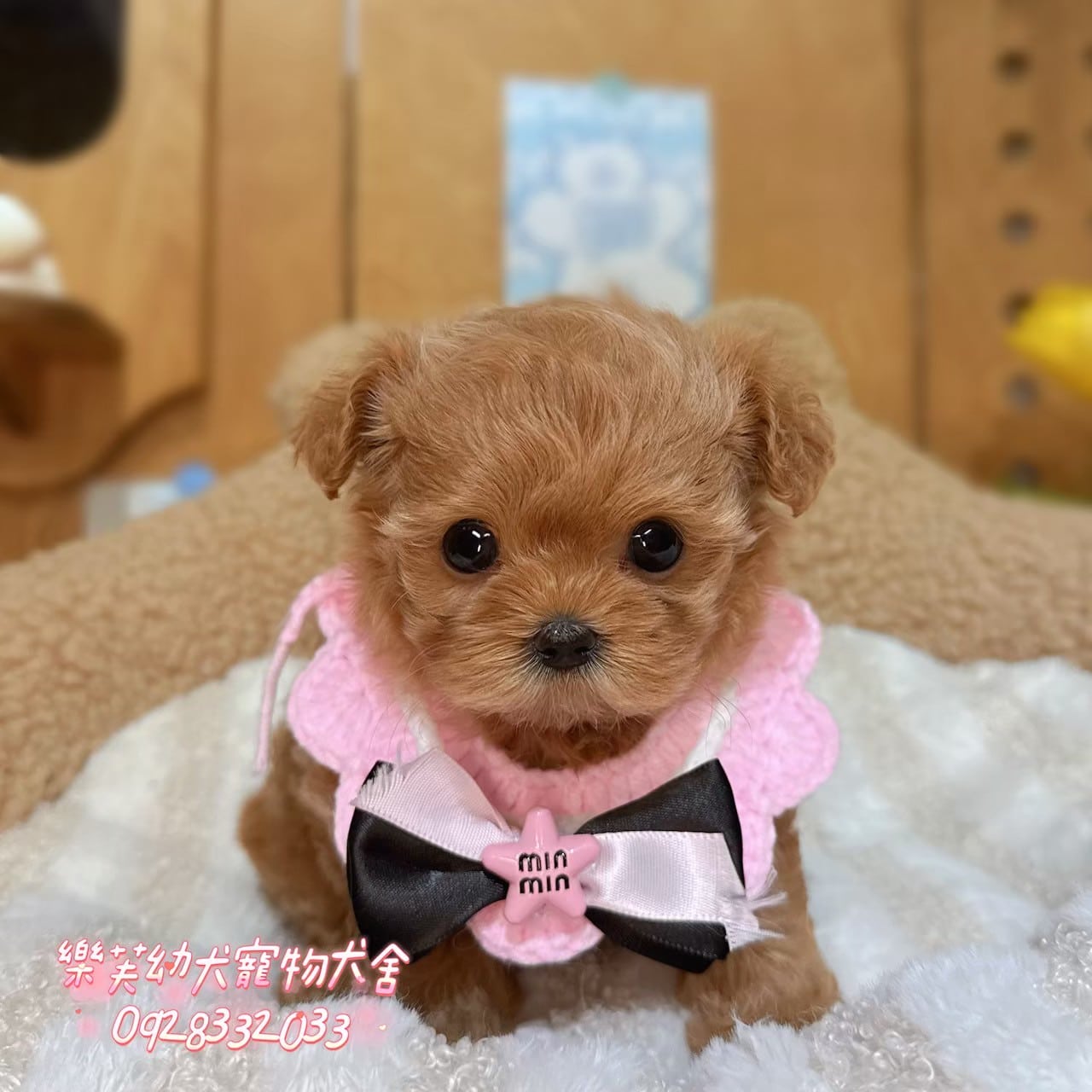 馬爾泰迪-樂芙幼犬寵物犬舍