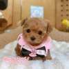 馬爾泰迪-樂芙幼犬寵物犬舍