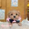 馬爾泰迪-樂芙幼犬寵物犬舍