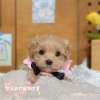 馬爾泰迪-樂芙幼犬寵物犬舍