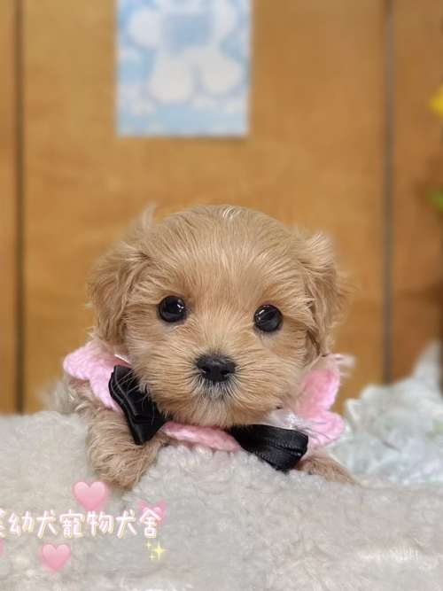 馬爾泰迪-樂芙幼犬寵物犬舍