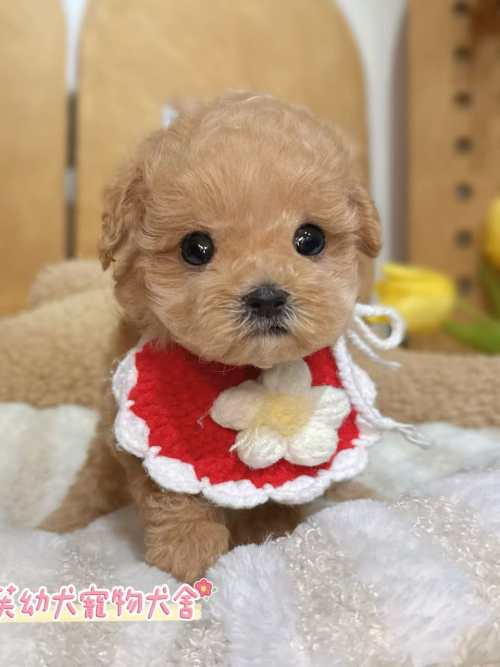 馬爾泰迪-樂芙幼犬寵物犬舍