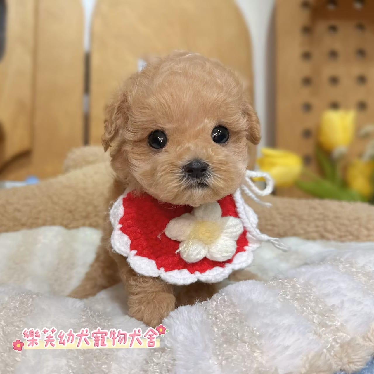 馬爾泰迪-樂芙幼犬寵物犬舍