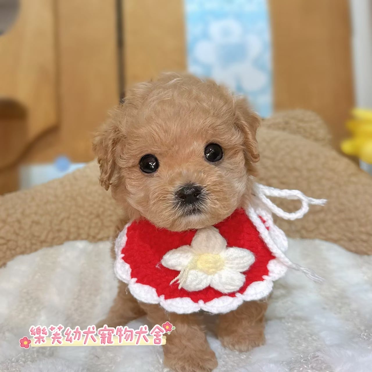 馬爾泰迪-樂芙幼犬寵物犬舍