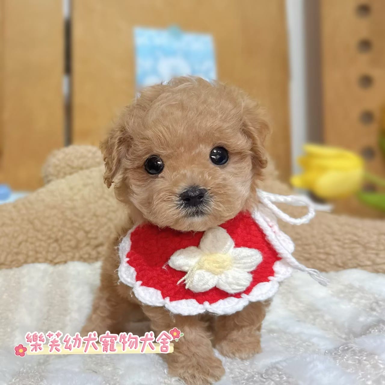 馬爾泰迪-樂芙幼犬寵物犬舍