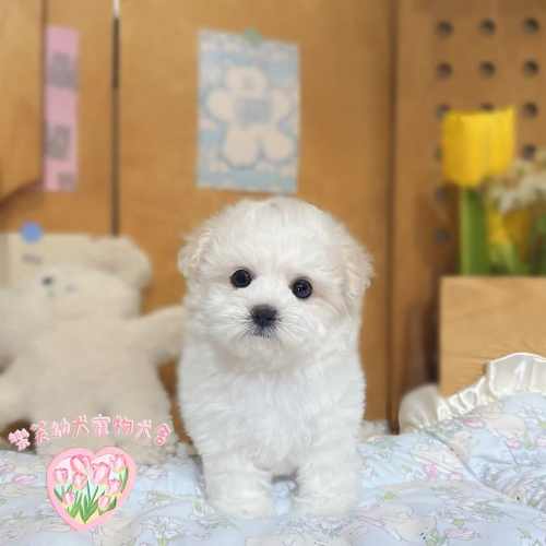 樂芙犬舍白馬爾泰迪幼犬｜合法犬舍照護