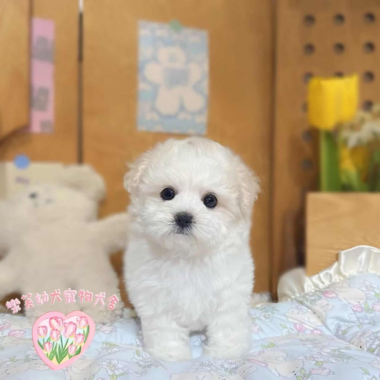 馬爾泰迪-樂芙幼犬寵物犬舍