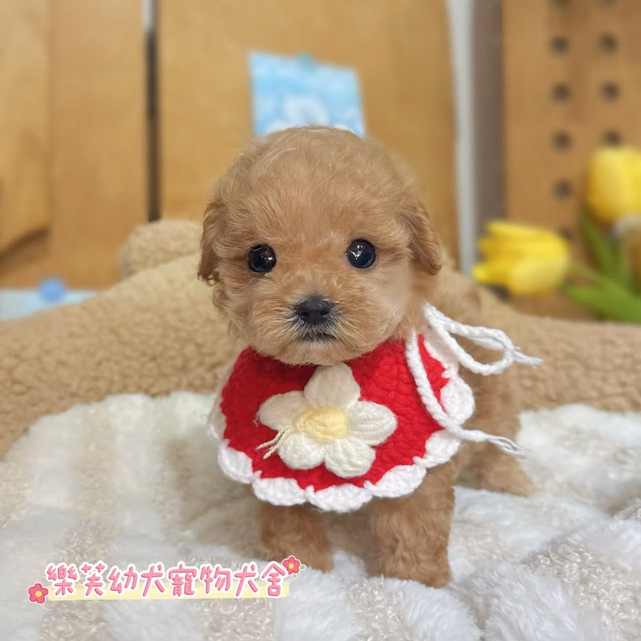馬爾泰迪-樂芙幼犬寵物犬舍