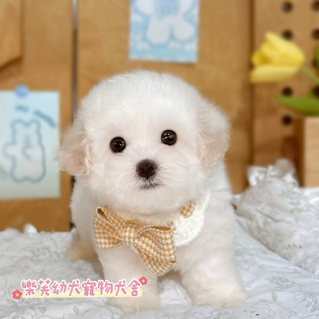 馬爾泰迪-樂芙幼犬寵物犬舍