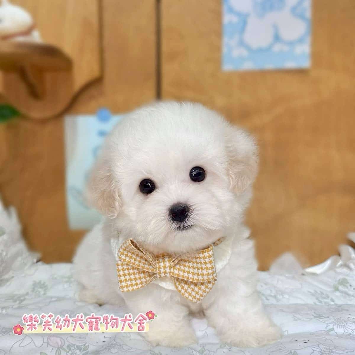 馬爾泰迪-樂芙幼犬寵物犬舍