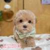 馬爾泰迪-樂芙幼犬寵物犬舍