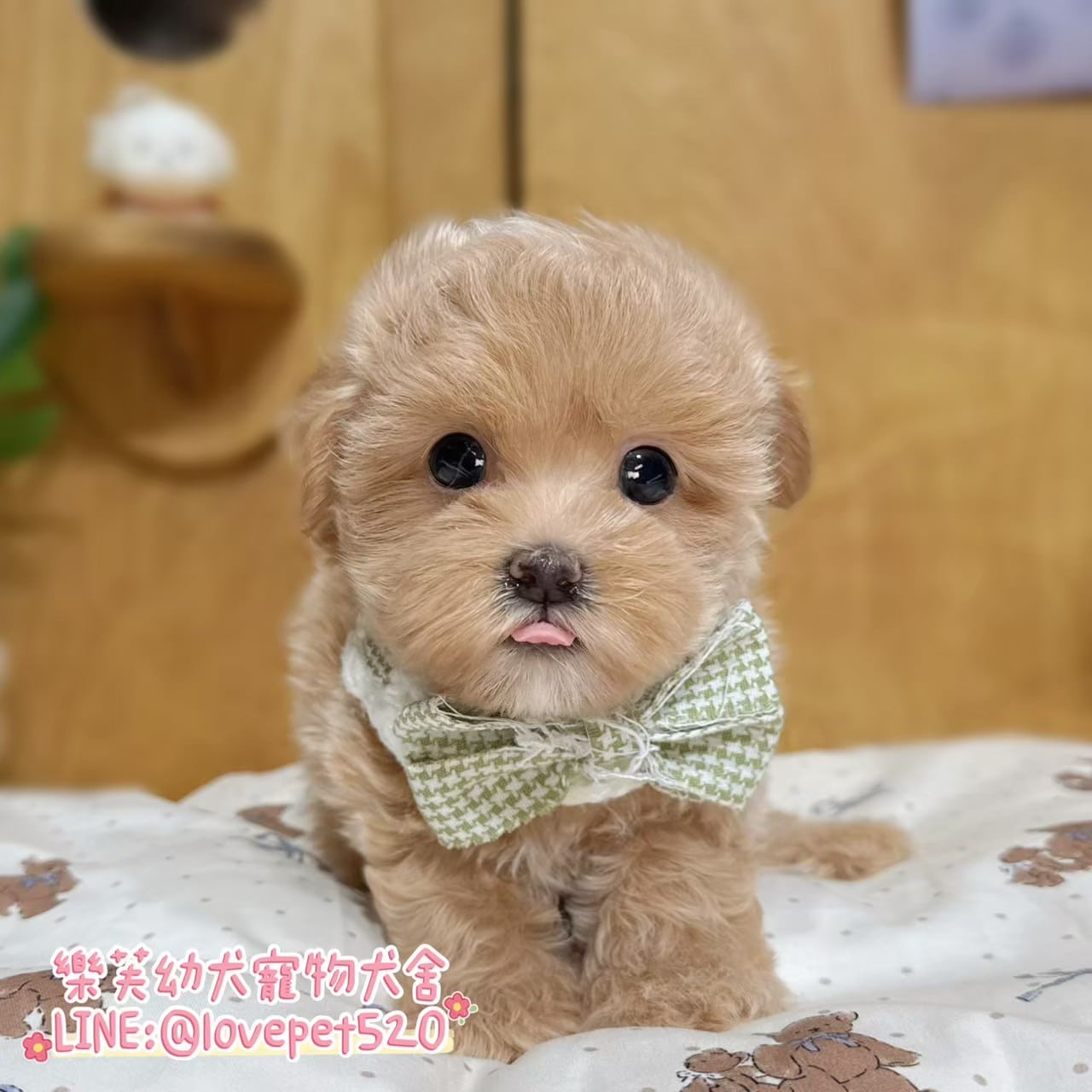 馬爾泰迪-樂芙幼犬寵物犬舍
