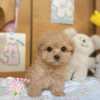 馬爾泰迪-樂芙幼犬寵物犬舍