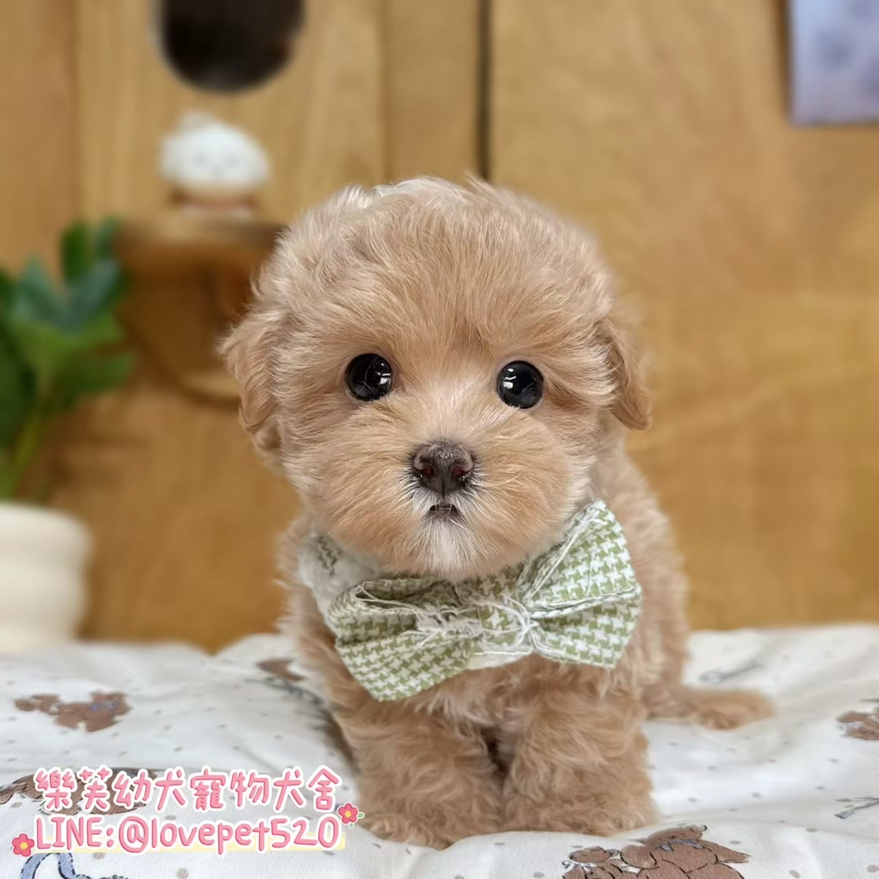 馬爾泰迪-樂芙幼犬寵物犬舍