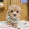 馬爾泰迪-樂芙幼犬寵物犬舍