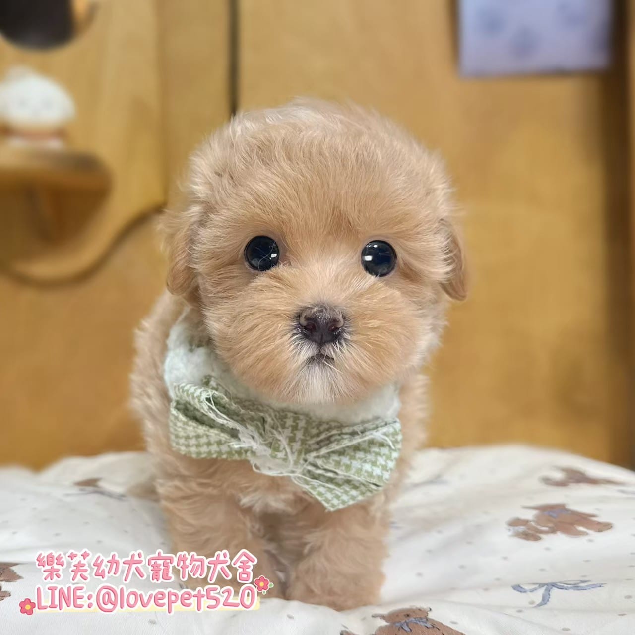 馬爾泰迪-樂芙幼犬寵物犬舍