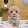 馬爾泰迪-樂芙幼犬寵物犬舍
